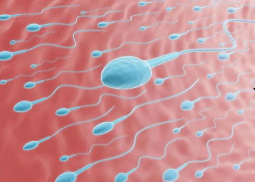 男人正常精子图片,正常形态与活力解析  第3张