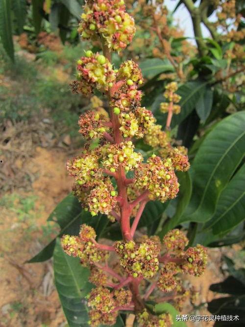 芒果花图片,自然之美与生命力的赞歌  第3张